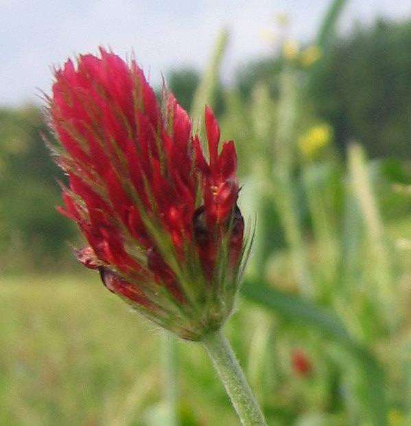 CLOVER SEEDS ITALIAN CRIMSON - 100 CLOVER SEEDS