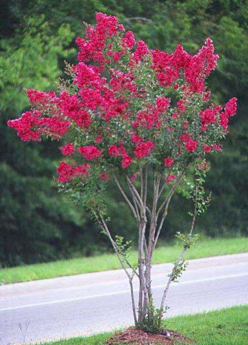 CREPE MYRTLE SEEDS LAGERSTROEMIA - 10 CREPE MYRTLE SEEDS
