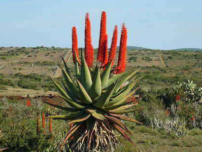 Aloe Ferrox Seeds - 25 Aloe Ferrrox Seeds
