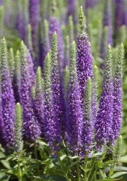 VERONICA SEEDS DWARF BORDER BLUE - 50 VERONICA SEEDS