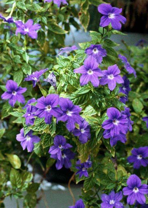 BROWALLIA SEEDS AMETHYST FLOWER - 50 BROWALLIA SEEDS