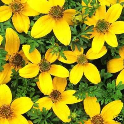 BIDENS SEEDS GOLDEN EYE - 50 BIDENS SEEDS