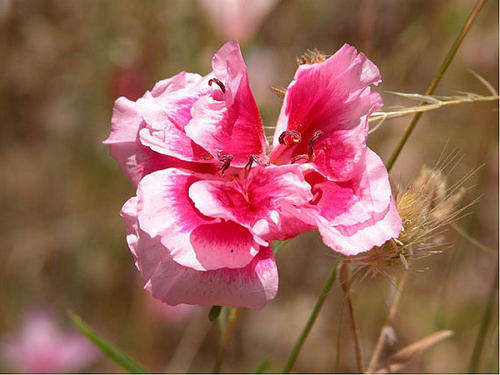 CLARKIA SEEDS REDSPOT - 100 CLARKIA SEEDS