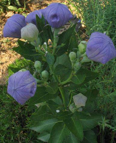 PLATYCODON SEEDS BALLOON FLOWER - 50 PLATYCODON SEEDS