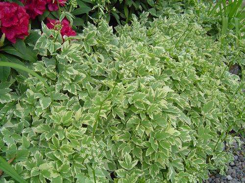 BISHOP'S WEED SEEDS - 50 BISHOPS WEED SEEDS