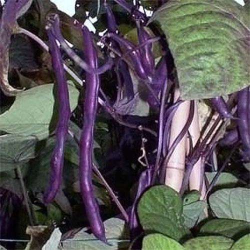 RUNNER BEAN SEEDS PURPLE HEIRLOOM TYPE - 15 RUNNER BEAN SEEDS