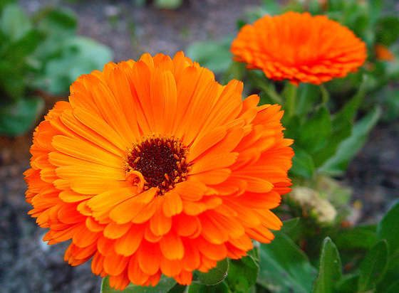 CALENDULA PRINCE GOLDEN 50 SEEDS