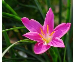 RAIN LILY SEEDS ZEPHYRANTHES - 10 RAIN LILY SEEDS