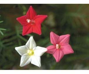CYPRESS VINE SEEDS IPOMOEA - 10 CYPRESS VINE SEEDS