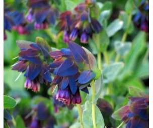 CERINTHE SEEDS PURPURASCENS - 10 CERINTHE SEEDS