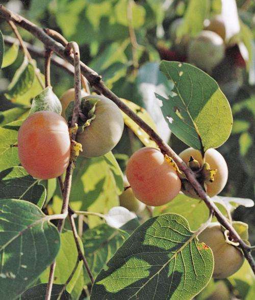 PERSIMMON SEEDS ASIAN PERSIMMON - 5 PERSIMMON SEEDS