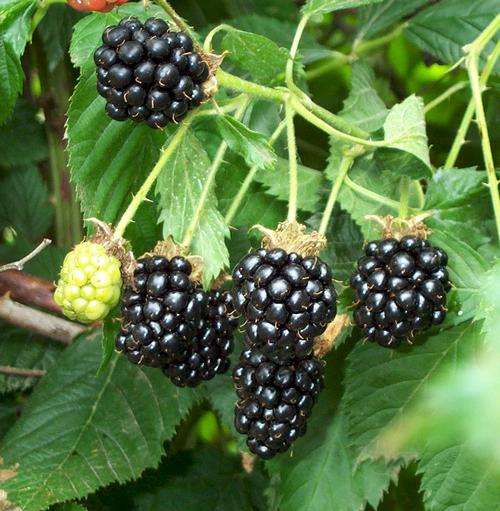 BLACKBERRY SEEDS WILD BLACKBERRY - 40 BLACKBERRY SEEDS