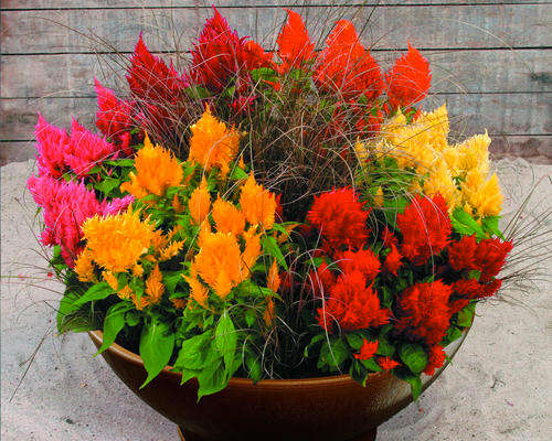 CELOSIA SEEDS PAMPAS PLUME MIX - 150 CELOSIA SEEDS