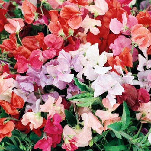 SWEET PEA SEEDS LITTLE SWEETHEART - 10 SWEET PEA SEEDS