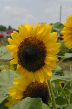 SUNFLOWER SEEDS GALILEE ADAMI - 10 HELIANTHUS SEEDS