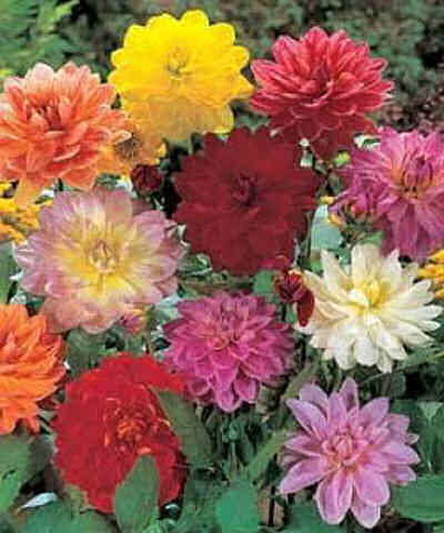 Dahlia Seeds Redskin Mix - 50 Dahlia Seeds