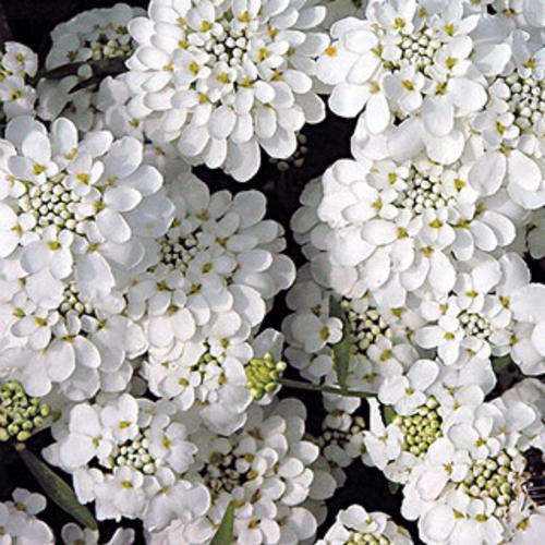 IBERIS SEEDS CANDY CANE WHITE - 50 IBERIS SEEDS