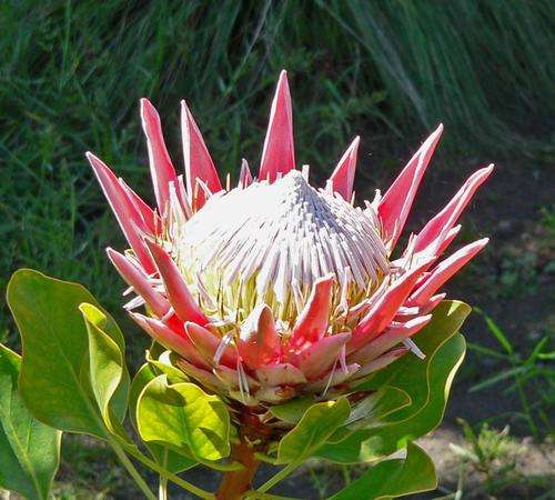 PROTEA SEEDS CYNAROIDES KING PROTEA - 5 PROTEA SEEDS