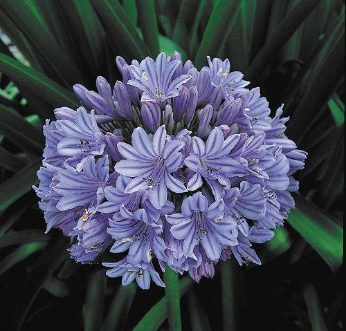 AGAPANTHUS SEEDS CAPE BLUE - 10 AGAPANTHUS SEEDS