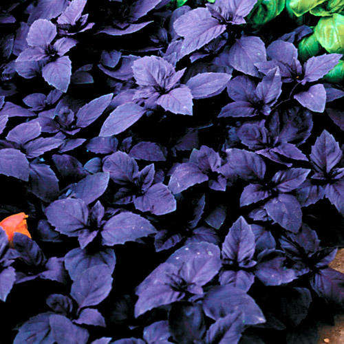 BASIL SEEDS RED RUBIN - 50 BASIL SEEDS