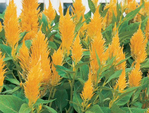 CELOSIA SEEDS CASTLE YELLOW - 50 SEEDS