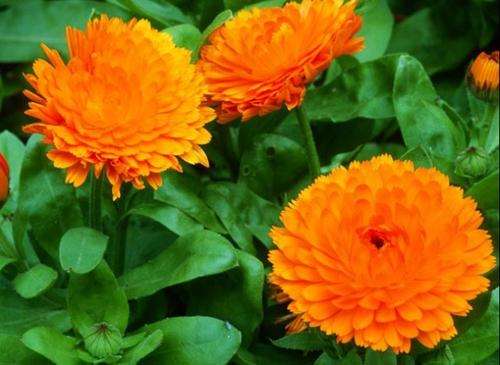 CALENDULA SEEDS BON BON ORANGE - 50 CALENDULA SEEDS