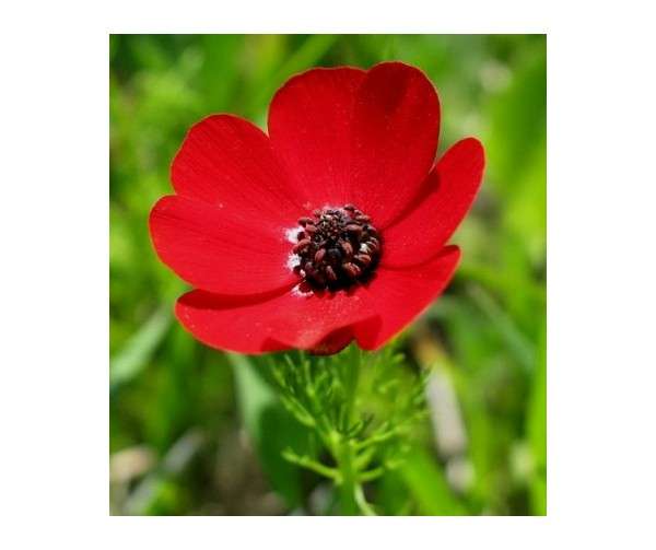 PHEASANTS EYE SEEDS ADONIS AESTIVALIS - 25 PHEASANTS EYE SEEDS