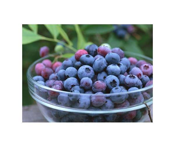BLUEBERRY SEEDS - 10 BLUEBERRY SEEDS