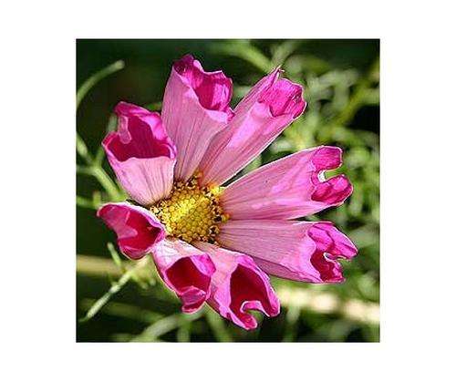 COSMOS SEEDS SEA SHELLS MIX - 50 COSMOS SEEDS