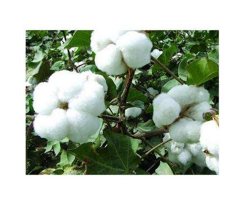 COTTON SEEDS -  5 COTTON SEEDS