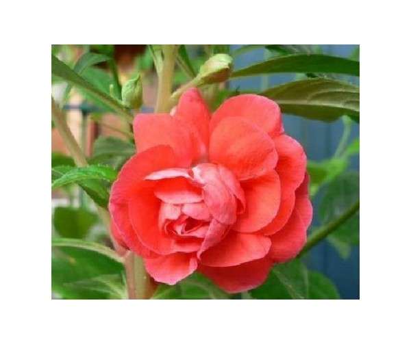 BALSAM SEEDS IMPATIENS BALSAMINA - 20 BALSAM SEEDS