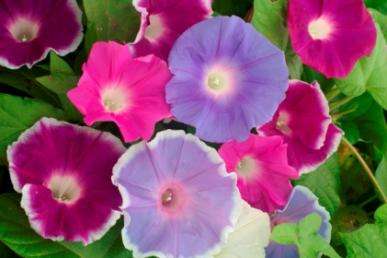 MORNING GLORY SEEDS MIX - 10 MORNING GLORY SEEDS