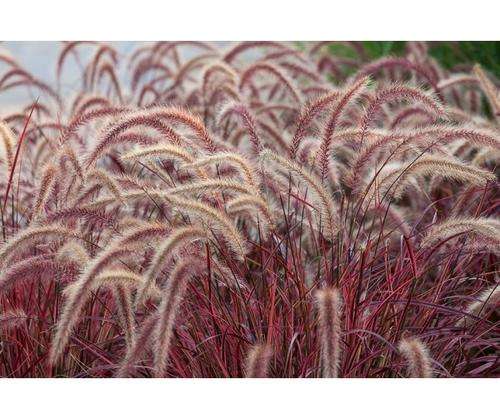 GRASS SEED PENNISETUM  FOUNTAIN GRASS - 40 GRASS SEEDS