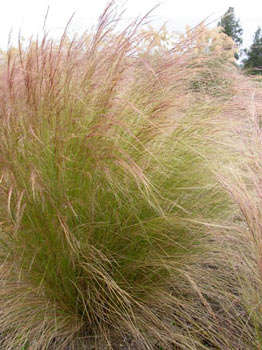 GRASS SEEDS STIPA NEEDLEGRASS - 40 GRASS SEEDS