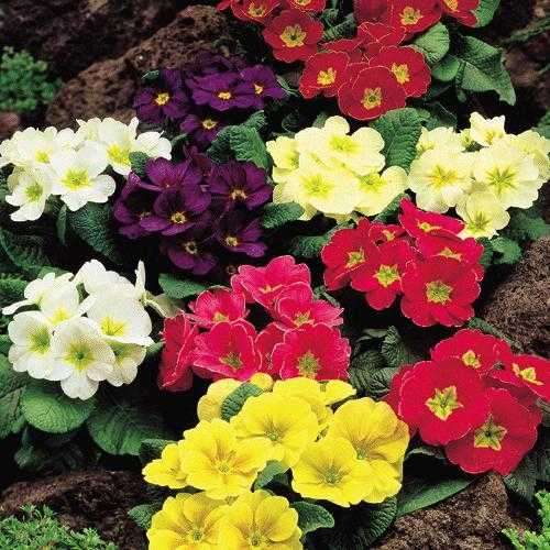 PRIMULA SEEDS ACAULIS MIX - 50 PRIMULA SEEDS