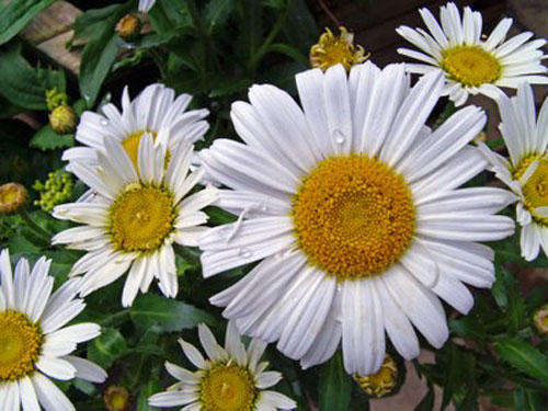 PYRETHRUM SEEDS - 20 PYRETHRUM SEEDS