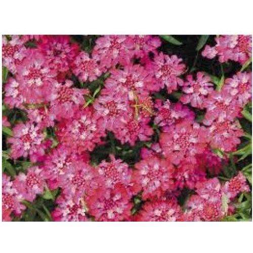 IBERIS SEEDS CANDY CANE RED - 100 IBERIS SEEDS