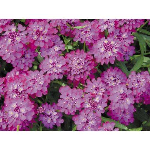 IBERIS SEEDS CANDY CANE PURPLE - 20 IBERIS SEEDS