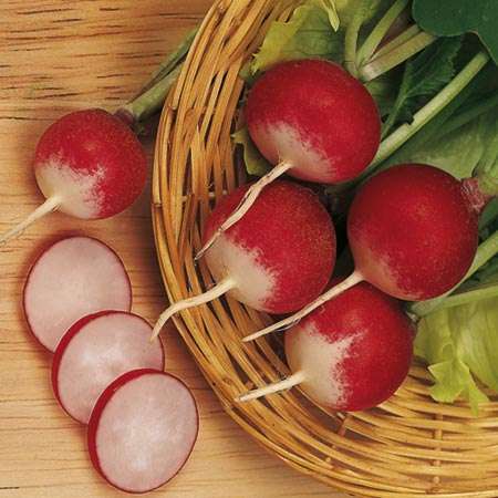 RADISH SEEDS SPARKLER - 200 RADISH SEEDS