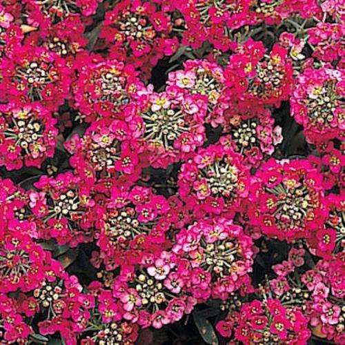 ALYSSUM SEEDS APHRODITE WINE RED - 100 ALYSSUM SEEDS