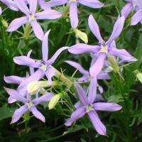 ISOTOMA SEEDS TRISTAR SKY BLUE - 10 ISOTOMA SEEDS