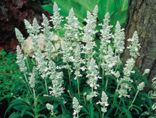 SALVIA CIRRUS SEEDS - 20 SALVIA SEEDS