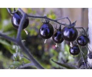 TOMATO SEEDS BLACK CHERRY - 10 TOMATO SEEDS