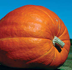 PUMPKIN SEEDS GIANT CUCURBITA MAXIMA - 5 PUMPKIN SEEDS