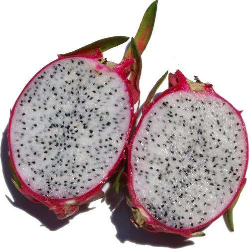 DRAGON FRUIT SEEDS - 10 DRAGON FRUIT SEEDS