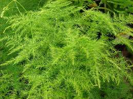 ASPARAGUS FERN SEEDS SPRENGERI - 10 ASPARAGUS SEEDS