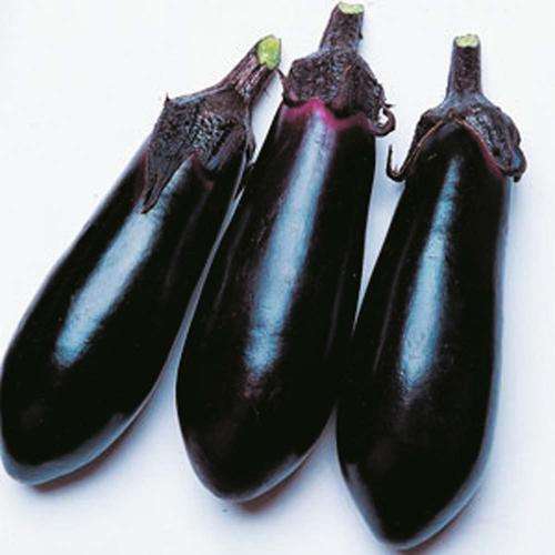 Brinjal Seeds Long Purple - 100 Brinjal Seeds