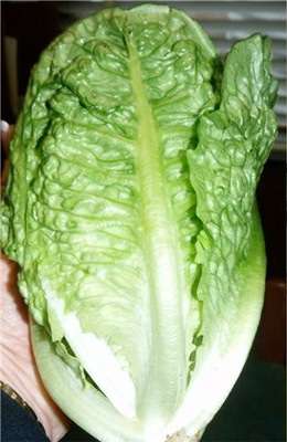 COS LETTUCE SEEDS - 50 COS LETTUCE SEEDS