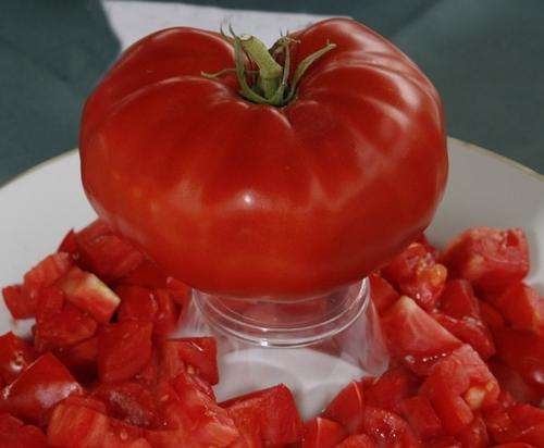 TOMATO SEEDS BEEFSTEAK - 10 TOMATO SEEDS