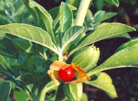 GINSENG SEEDS INDIAN GINSENG - 10 GINSENG SEEDS